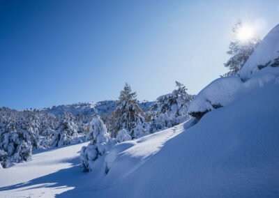 sapins enneigés un lendemain de chute de neige dans Le Dévoluy, Hautes-Alpes