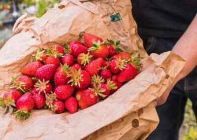 Producteur de fraises bio à deux pas de chez soi